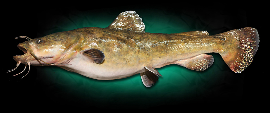 Flathead Catfish Taxidermy Fish Mount Replicas