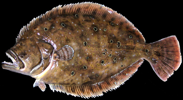 flounder taxidermy mount