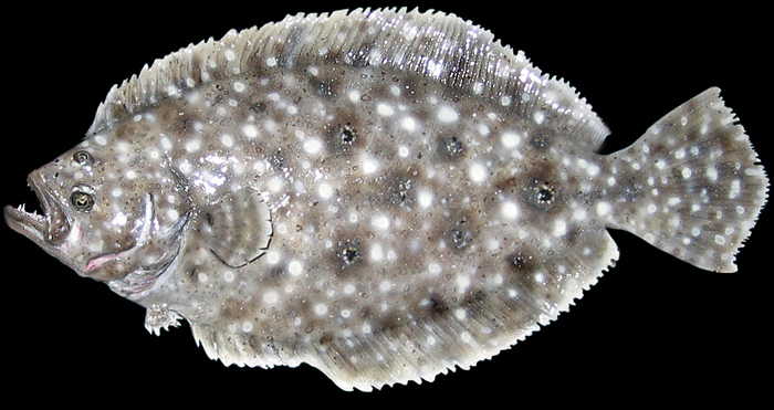 gulf flounder replica