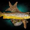 21" Brown Trout mounted fish