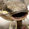 26" redtail catfish replica closeup